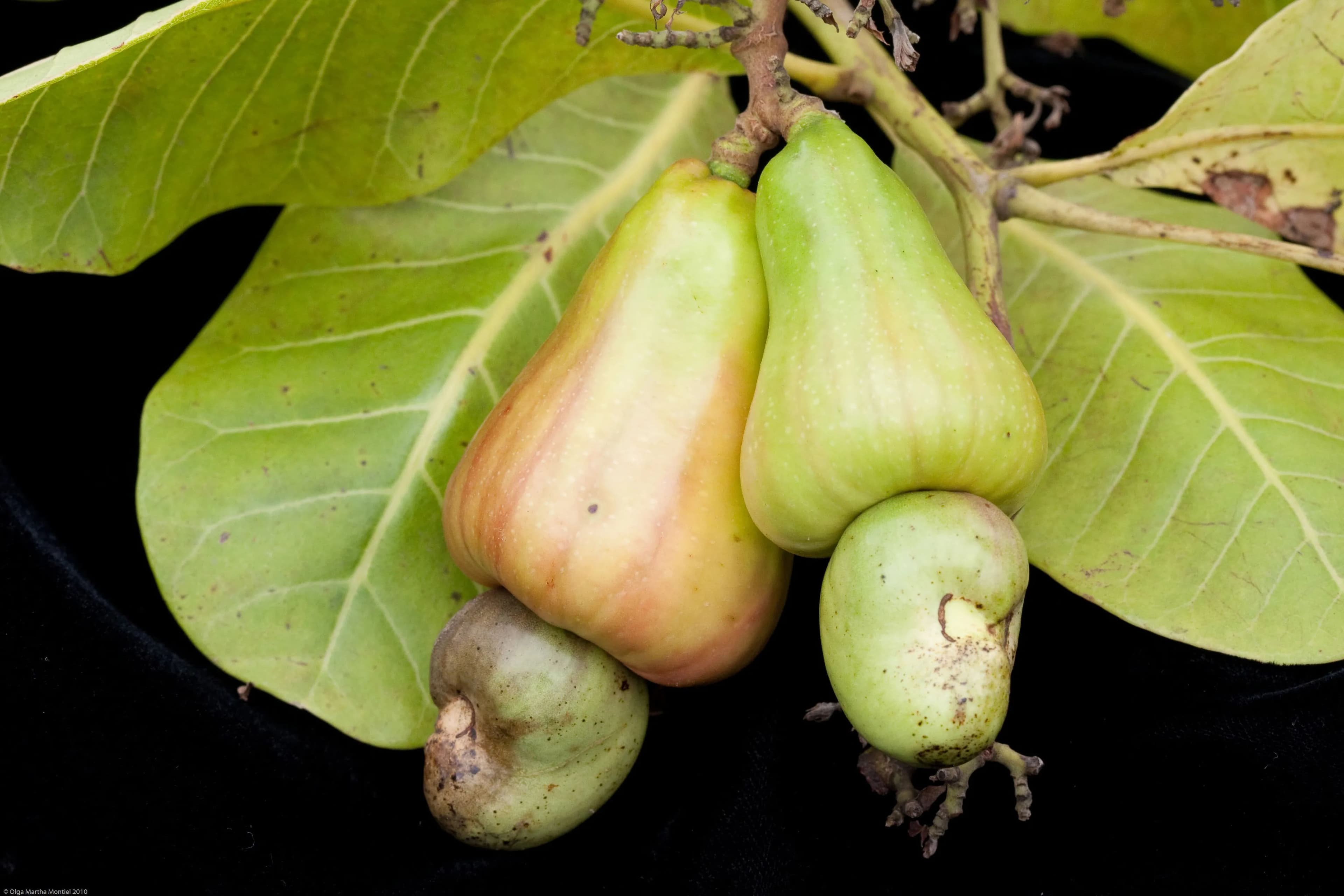 CASHEW CLUSTER