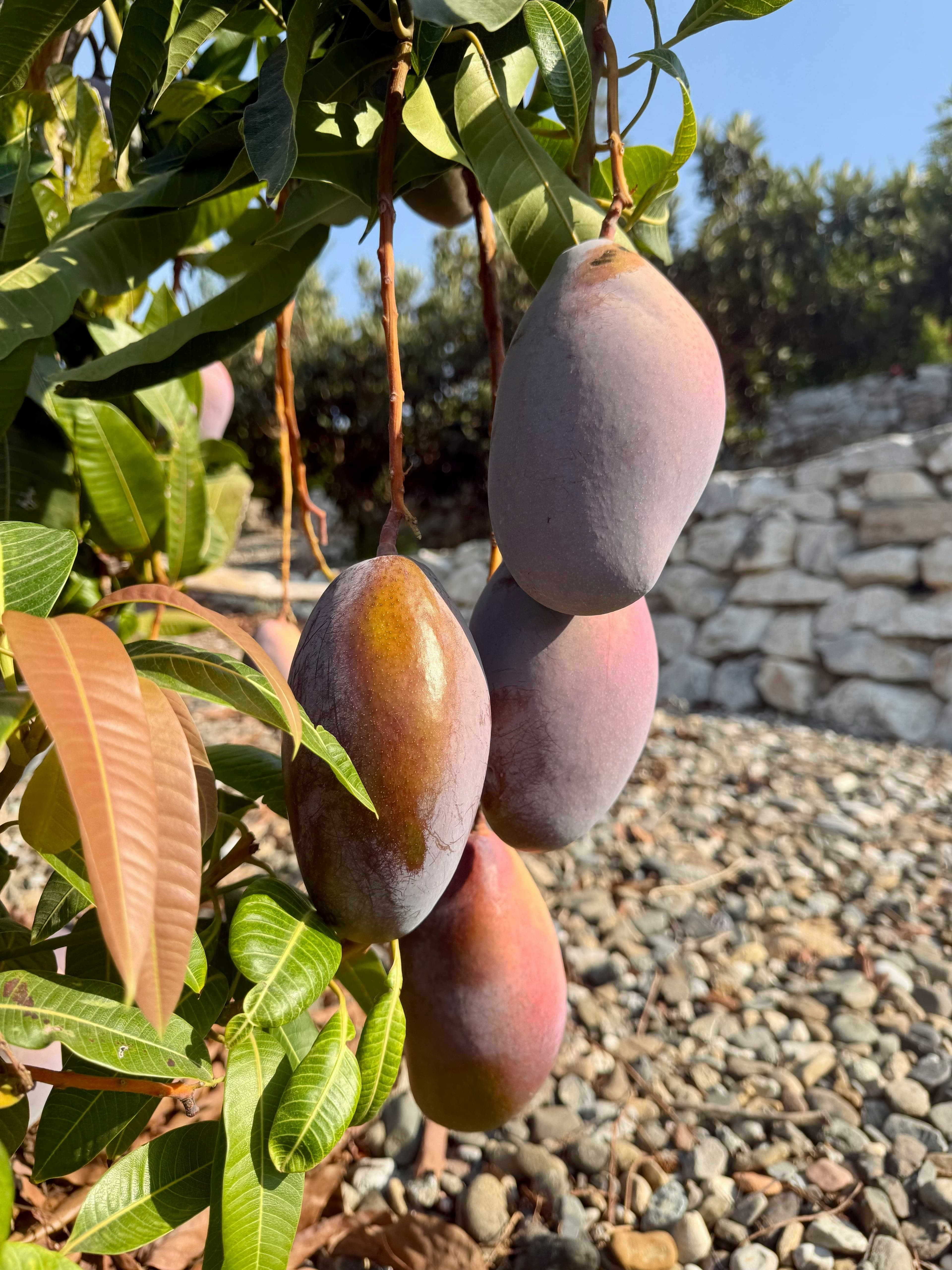 Agricultural landscape